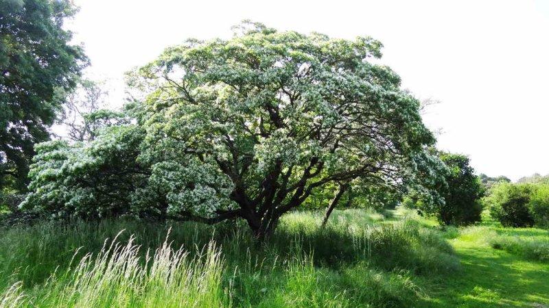 arbre-chinois-laurence-lemaire-hebdo-vin-chine