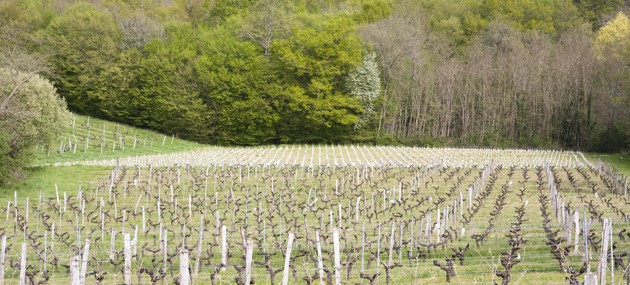 Bordeaux-vignes