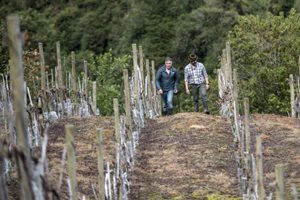 chili-patagonie-puelo-vin-laurence-lemaire-hebdo-chine