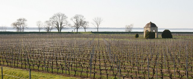 vigne-gironde-rive-droite