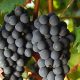 carmenere-raisins-lemaire-hebdo-vin-chine