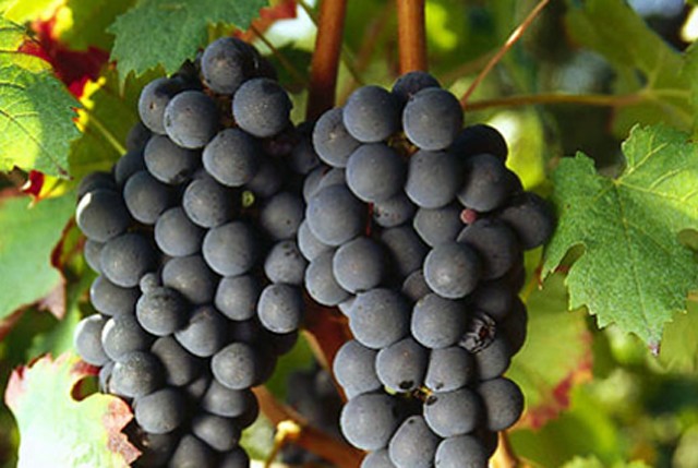 carmenere-raisins-lemaire-hebdo-vin-chine