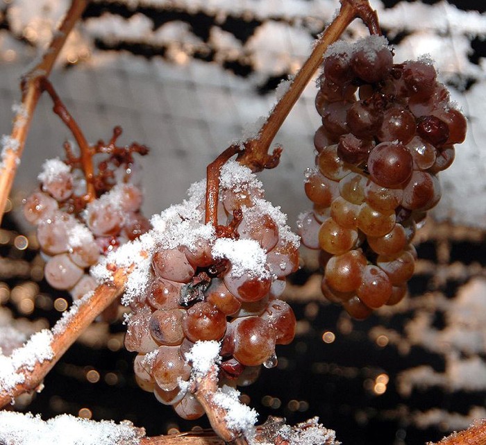 vin-glace-1-lemaire-hebdo-vin-chine