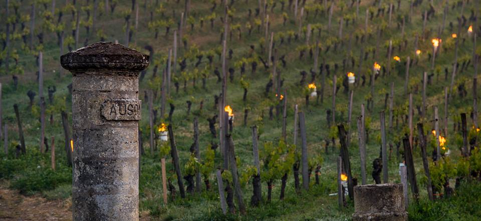 Vignes-gel-1-lemaire-vin-rouge-chine