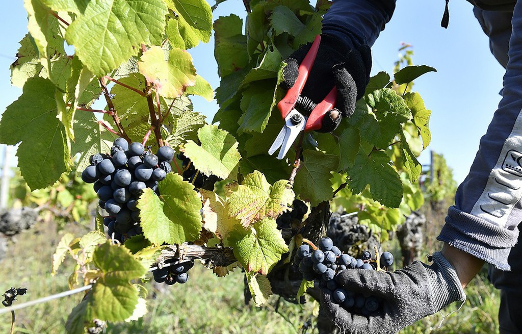 Raisins-grappes-georges-gobet-lemaire-hebdo-vin-chine