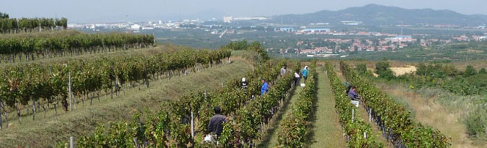 lafite-penglai-lemaire-hebdo-vin-chine