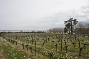 Loudenne-vignes-gironde-lemaire-hebdo-vin-chine