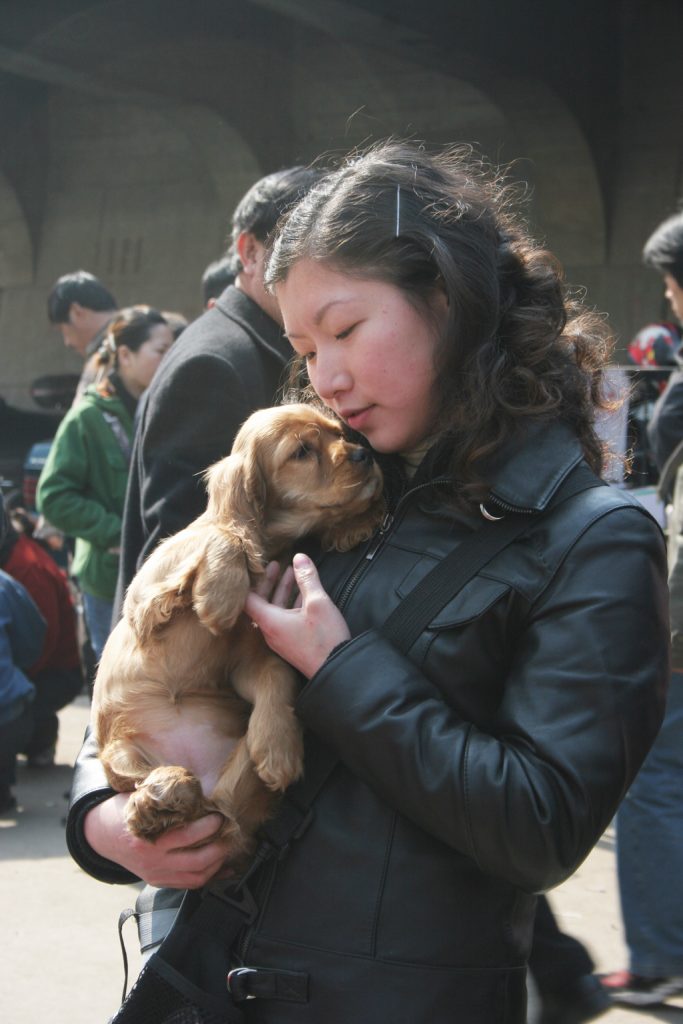 chiens-domestique-chine-lemaire-hebdo-vin