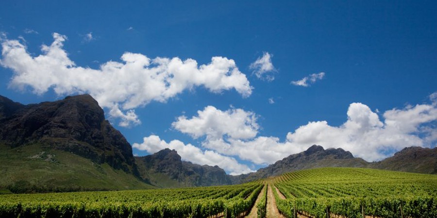 Cape-afrique-sud-great-wine-capitals-lemaire-hebdo-vin-chine