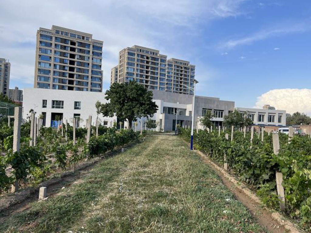 vignes-gao-lin-musee